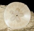 Fossil Sand Dollars In Limestone - France #17236-1